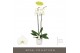Phalaenopsis wit Bijoux Moonstone - 2 tak, 14+ bloem - Lazio White ker 