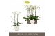 Phalaenopsis wit Bijoux Crystal - 2 tak, 14+ bloem - Lazio White keram 
