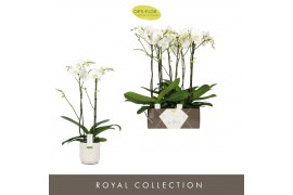 Phalaenopsis wit Bijoux Crystal - 2 tak, 14+ bloem - Lazio White keram