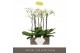 Phalaenopsis wit Bijoux Crystal - 2 tak, 14+ bloem - Lazio White keram 
