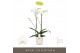 Phalaenopsis wit Bijoux Crystal - 2 tak, 14+ bloem - Lazio White keram 