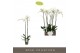 Phalaenopsis wit Bijoux Diamond - 2 tak, 14+ bloem 