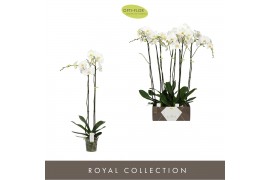 Phalaenopsis wit Bijoux Diamond - 2 tak, 14+ bloem