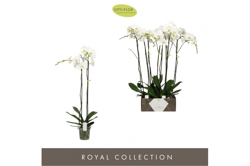 Phalaenopsis wit Bijoux Diamond - 2 tak, 14+ bloem 