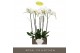 Phalaenopsis wit Bijoux Diamond - 2 tak, 14+ bloem 