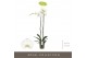 Phalaenopsis wit Bijoux Diamond - 2 tak, 14+ bloem 