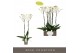 Phalaenopsis wit Bijoux Moonstone - 2 tak, 14+ bloem 