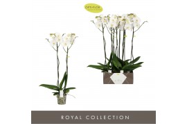 Phalaenopsis wit Bijoux Moonstone - 2 tak, 14+ bloem