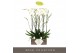 Phalaenopsis wit Bijoux Moonstone - 2 tak, 14+ bloem 