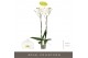 Phalaenopsis wit Bijoux Moonstone - 2 tak, 14+ bloem 