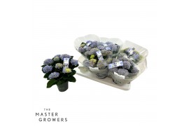 Hydrangea macr. magical revolution Blauw 5-6 Bloem