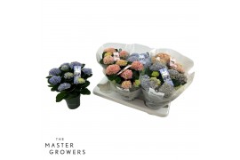 Hydrangea macr. magical revolution Mix 5-6 Bloem