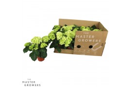 Hydrangea hi white sun Wit 3-5 Bloem - Zonder Hoes