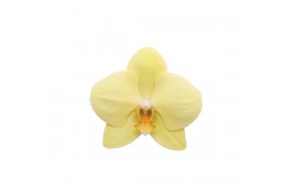 Phalaenopsis anthura volterra 3 tak - 25+ bloemen