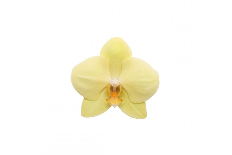 Phalaenopsis anthura volterra 3 tak - 25+ bloemen Phalaenopsis anthura volterra 3 tak - 25+ bloemen