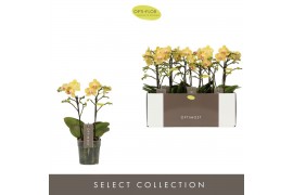 Phalaenopsis multiflora geel Optimost Luna 2 spike 25 bl. 2 tak/plnt 5
