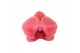 Phalaenopsis asian coral 2 tak - 65/70cm 