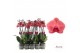 Phalaenopsis asian coral 2 tak - 65/70cm 