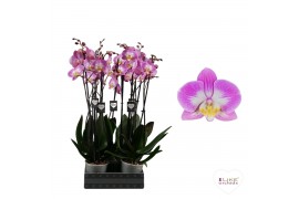 Phalaenopsis sunca split 2 tak - 65/70cm