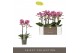 Phalaenopsis multiflora bubbles Optimost Bubbles 2 spike 25 bl. 2 tak/ 