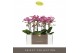 Phalaenopsis multiflora bubbles Optimost Bubbles 2 spike 25 bl. 2 tak/ 