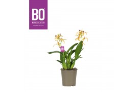 Orchidee BO - Encyclia Yellow - 2 tak