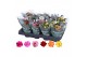 Kalanchoe blossfeldiana rosalina gemengd zonder wit. 