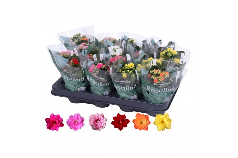 Kalanchoe blossfeldiana rosalina gemengd zonder wit. 
