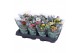Kalanchoe blossfeldiana rosalina gemengd zonder wit. 
