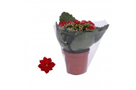 Kalanchoe blossfeldiana rosalina don justino