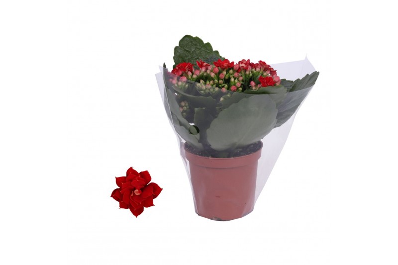Kalanchoe blossfeldiana rosalina don justino 