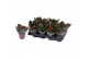 Kalanchoe blossfeldiana rosalina don justino 