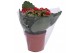 Kalanchoe blossfeldiana rosalina don justino 