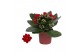 Kalanchoe blossfeldiana rosalina don justino rood, Zonder hoes 