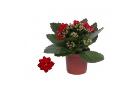 Kalanchoe blossfeldiana rosalina don justino rood, Zonder hoes