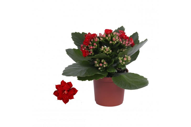 Kalanchoe blossfeldiana rosalina don justino rood, Zonder hoes 