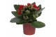 Kalanchoe blossfeldiana rosalina don justino rood, Zonder hoes 