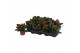 Kalanchoe blossfeldiana rosalina don justino rood, Zonder hoes 