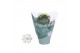 Kalanchoe rosalina don dione wit 