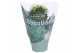Kalanchoe rosalina don dione wit 