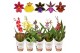 Orchidee mix kort 1 tak 