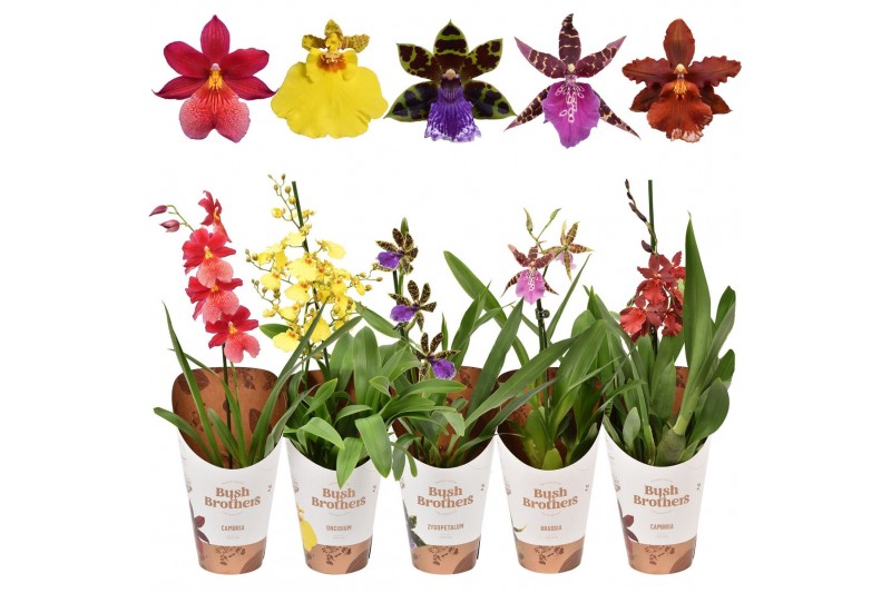 Orchidee mix kort 1 tak 