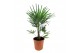 Trachycarpus fortunei 