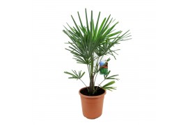 Trachycarpus fortunei