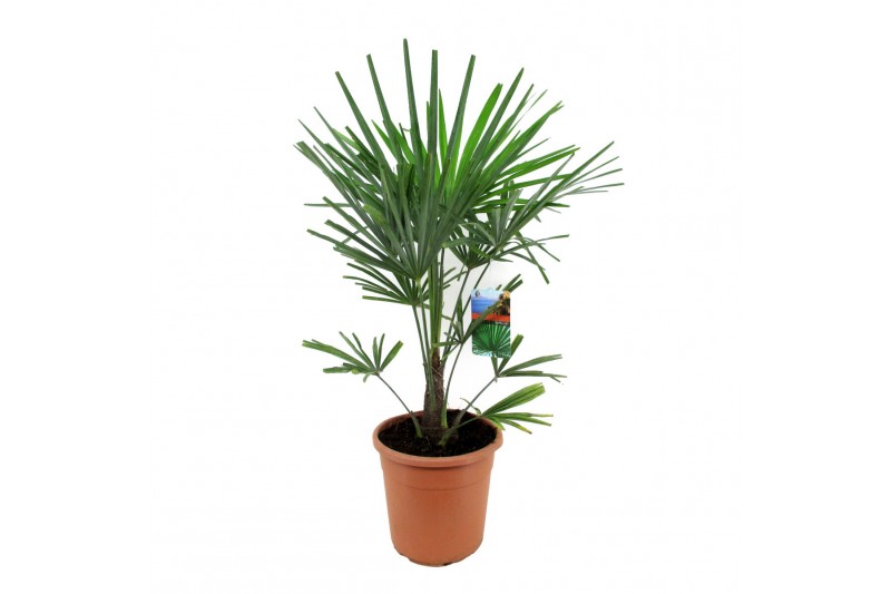 Trachycarpus fortunei 