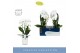 Phalaenopsis anthura madrid 2 tak fontano versailles in white molise a 