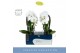 Phalaenopsis anthura madrid 2 tak fontano versailles in white molise a 