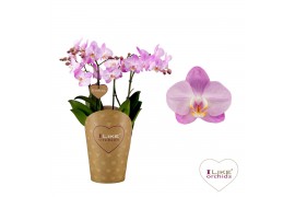 Phalaenopsis floriclone wanderlust Duetto Multi - 4 tak, 60+ bloem