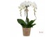 Phalaenopsis wit Duetto Ornamento - 3 tak 