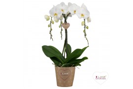 Phalaenopsis wit Duetto Ornamento - 3 tak